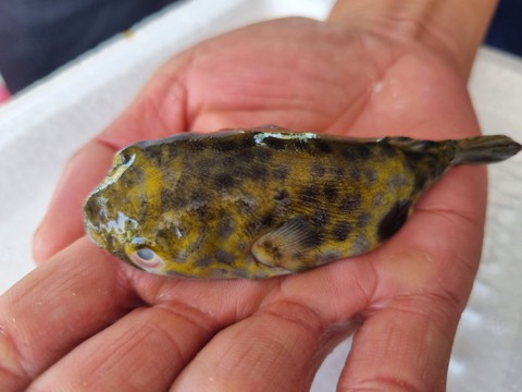 Loại cá độc hơn xyanua gấp 275 lần: Nhiều người vẫn chủ quan bắt về ăn - Ảnh 2.