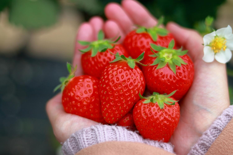 5 loại rau quả dễ 