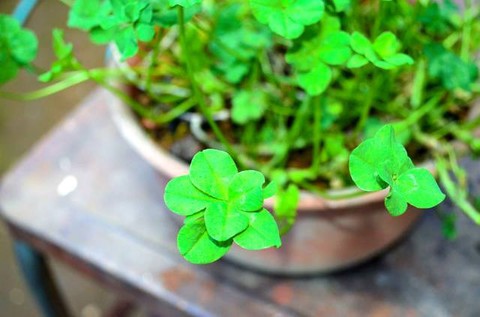 Cỏ 8 Lá Có Ý Nghĩa Gì? Khám Phá Những Điều Bí Ẩn và May Mắn Đằng Sau Loài Cỏ Đặc Biệt