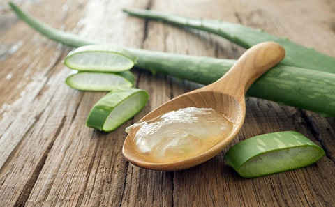 Đừng nghĩ lô hội chỉ để bôi da, loại cây này còn giúp trị dứt điểm vô vàn bệnh mà bạn không hay biết - Ảnh 1. Đừng nghĩ lô hội chỉ để bôi da, loại cây này còn giúp trị dứt điểm vô vàn bệnh mà bạn không hay biết - Ảnh 1.