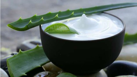 Đừng nghĩ lô hội chỉ để bôi da, loại cây này còn giúp trị dứt điểm vô vàn bệnh mà bạn không hay biết - Ảnh 2. Đừng nghĩ lô hội chỉ để bôi da, loại cây này còn giúp trị dứt điểm vô vàn bệnh mà bạn không hay biết - Ảnh 2.