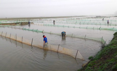 Người dân trắng đêm ra đồng vớt lộc trời kiếm tiền triệu - Ảnh 2. Người dân trắng đêm ra đồng vớt lộc trời kiếm tiền triệu - Ảnh 2.