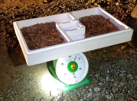 Người dân trắng đêm ra đồng vớt lộc trời kiếm tiền triệu - Ảnh 10. Người dân trắng đêm ra đồng vớt lộc trời kiếm tiền triệu - Ảnh 10.