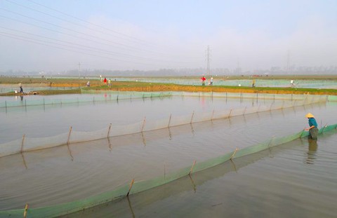 Người dân trắng đêm ra đồng vớt lộc trời kiếm tiền triệu - Ảnh 3. Người dân trắng đêm ra đồng vớt lộc trời kiếm tiền triệu - Ảnh 3.
