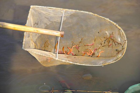 Người dân trắng đêm ra đồng vớt lộc trời kiếm tiền triệu - Ảnh 7. Người dân trắng đêm ra đồng vớt lộc trời kiếm tiền triệu - Ảnh 7.