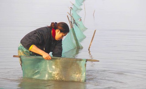Người dân trắng đêm ra đồng vớt lộc trời kiếm tiền triệu - Ảnh 4. Người dân trắng đêm ra đồng vớt lộc trời kiếm tiền triệu - Ảnh 4.