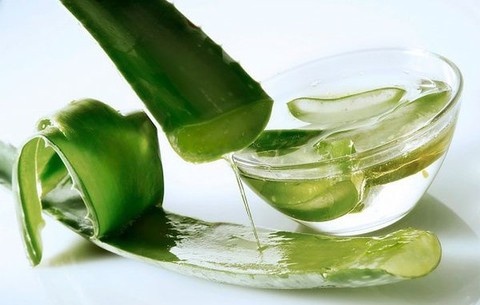 Lô hội rất độc nếu không sử dụng đúng cách - Ảnh 2. Lô hội rất độc nếu không sử dụng đúng cách - Ảnh 2.