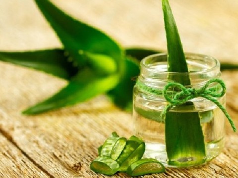 Lô hội rất độc nếu không sử dụng đúng cách - Ảnh 6. Lô hội rất độc nếu không sử dụng đúng cách - Ảnh 6.