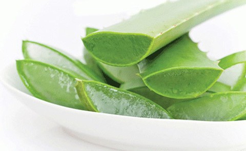 Lô hội rất độc nếu không sử dụng đúng cách - Ảnh 7. Lô hội rất độc nếu không sử dụng đúng cách - Ảnh 7.
