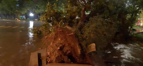 Bão đổ bộ trong đêm, cây ngã đổ la liệt, nhiều địa phương ở Phú Yên, Bình Định mất điện - Ảnh 8. Bão đổ bộ trong đêm, cây ngã đổ la liệt, nhiều địa phương ở Phú Yên, Bình Định mất điện - Ảnh 8.
