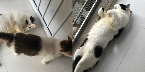 Người phụ nữ sống cùng hơn 40 con mèo bị bỏ rơi ở Hà Nội: Nhiều người bảo tôi là dở hơi đấy - Ảnh 4. Người phụ nữ sống cùng hơn 40 con mèo bị bỏ rơi ở Hà Nội: Nhiều người bảo tôi là dở hơi đấy - Ảnh 4.