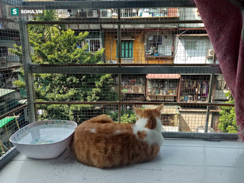Người phụ nữ sống cùng hơn 40 con mèo bị bỏ rơi ở Hà Nội: Nhiều người bảo tôi là dở hơi đấy - Ảnh 2. Người phụ nữ sống cùng hơn 40 con mèo bị bỏ rơi ở Hà Nội: Nhiều người bảo tôi là dở hơi đấy - Ảnh 2.
