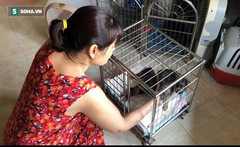 Người phụ nữ sống cùng hơn 40 con mèo bị bỏ rơi ở Hà Nội: Nhiều người bảo tôi là dở hơi đấy - Ảnh 3. Người phụ nữ sống cùng hơn 40 con mèo bị bỏ rơi ở Hà Nội: Nhiều người bảo tôi là dở hơi đấy - Ảnh 3.