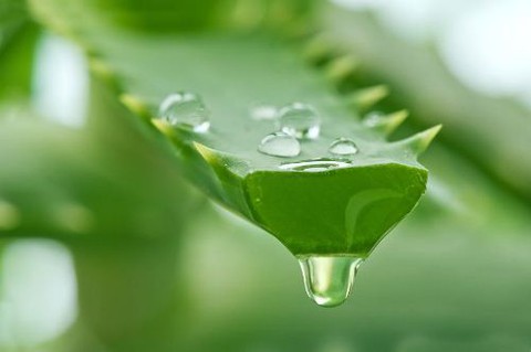 7 công dụng tuyệt vời của nha đam - Ảnh 1. 7 công dụng tuyệt vời của nha đam - Ảnh 1.