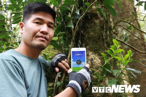 Những đại ngàn chè quý như vàng ròng bị lãng quên đáng tiếc - Ảnh 3. Những đại ngàn chè quý như vàng ròng bị lãng quên đáng tiếc - Ảnh 3.