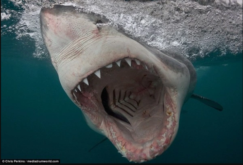 Khoa học lần đầu giải th&iacute;ch l&yacute; do một con c&aacute; mập trắng cần thay h&agrave;ng chục ngh&igrave;n chiếc răng suốt đời - Ảnh 1.