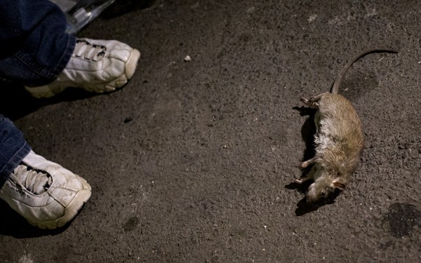 Chuyện lạ: Chó tham gia chiến dịch diệt chuột ở New York
