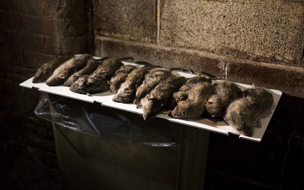 Mục đích của chiến dịch diệt chuột này là nhằm giảm dân số của loài chuột đang gia tăng rất nhanh ở New York.