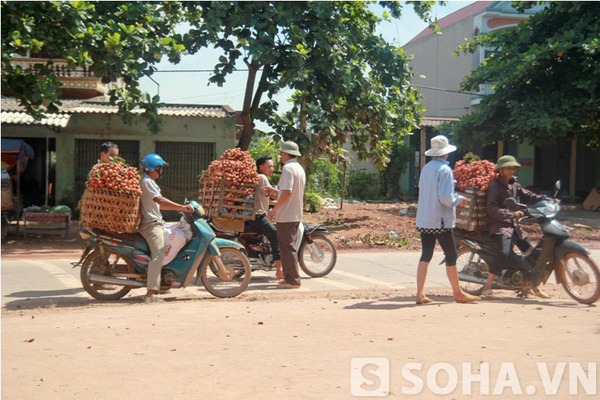 
	Những người thu mua vải đứng tràn ra hai bên đường chờ những sọt vải được chở tới.