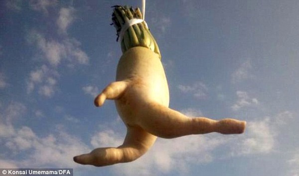 Graceful: The Running Radish suspended against the sky. A Japanese farmer created the charming tableau after noticing its resemblance to a sprinter