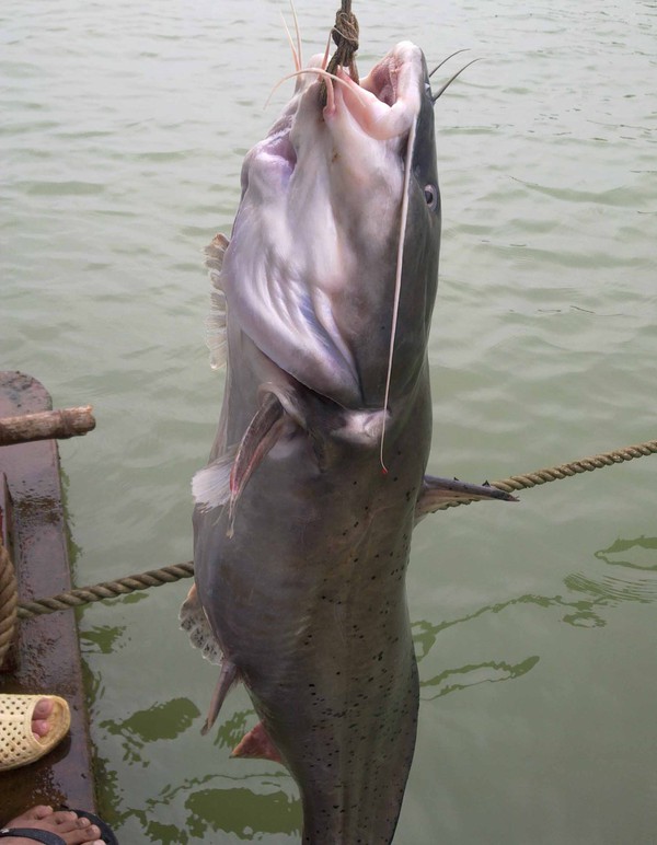Bắt được cá Lăng “khổng lồ" trên sông Lô