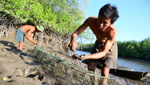 
	Ngư dân Cần Giờ gian nan bắt bạch tuộc - Ảnh: Thuận Thắng