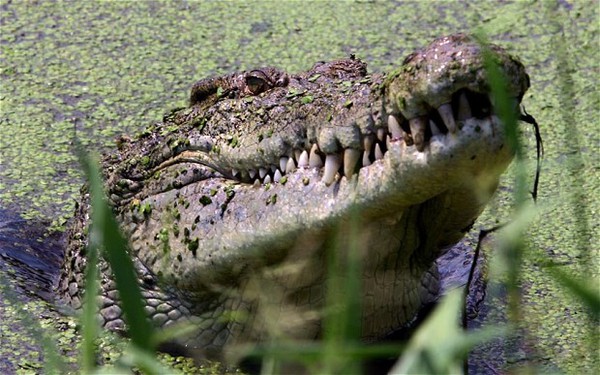 
	Cá sấu nước mặn trưởng thành có thể dài đến 7 m và nặng hơn 1 tấn.