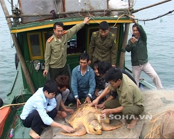 Con Vích biển nặng 100 kg được ngư dân bắt được.