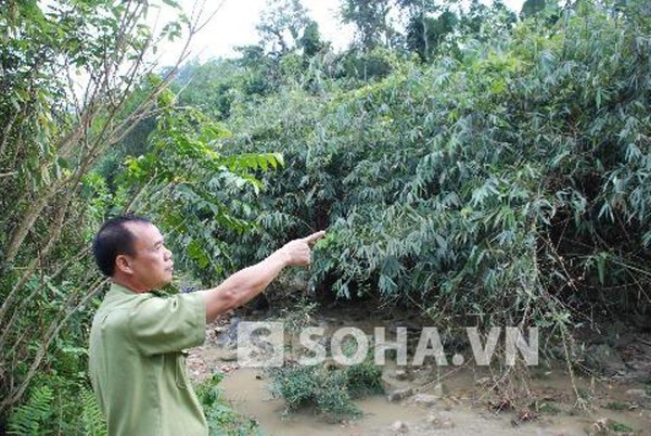 Ông Đặng Văn Tâm - Hạt trưởng Hạt kiểm lâm Lục Yên - Yên Bái chỉ hướng rừng xuất hiện tiếng hổ gầm.