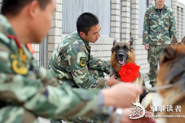 Chó là loài vật gần gũi nhất với con người, biết cách thể hiện tình cảm và lòng trung thành với chủ