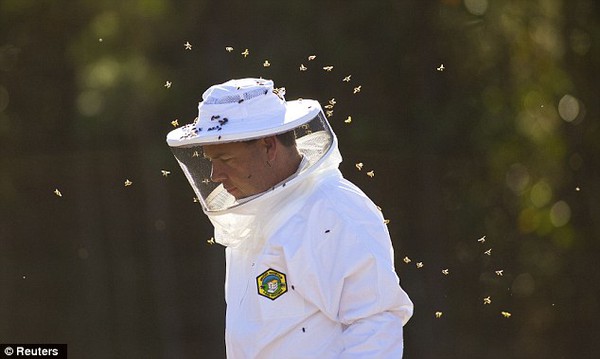 Hard day's night: After finishing his work with the honey bees Jeff Nice walks across a pasture in order to calm the bees down before removing his protective hood