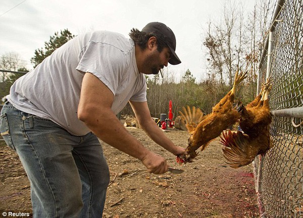 Commune: James Grant cuts a chicken's neck as he helps in the slaughter at the Holland family property in Warrenton, North Carolina; Prepper Mike Holland lives with his wife, four children and three other men on their 13-acre property