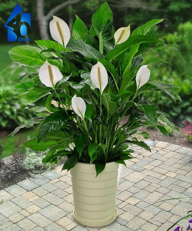 5 loại c&acirc;y cảnh m&agrave; người tr&ecirc;n 40 tuổi n&ecirc;n trồng để tăng cường sức khỏe, gia đ&igrave;nh th&ecirc;m thịnh vượng - Ảnh 1.