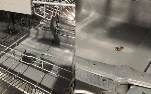 Côn trùng tích tụ, rác bị kẹt vào bơm nhiệt trong quá trình hoạt động khiến máy làm việc quá tải Côn trùng tích tụ, rác bị kẹt vào bơm nhiệt trong quá trình hoạt động khiến máy làm việc quá tải