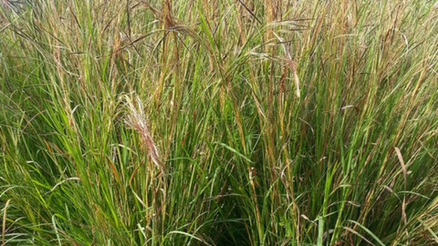 Xôn xao loại cỏ giống sợi tóc, có thể chuyển động như vật thể sống: Hóa ra ở Việt Nam cũng có!- Ảnh 1.