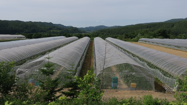 Độc lạ loại quả có giá hơn nửa tỷ/cặp, chỉ Nhật Bản mới trồng, người thường hiếm khi mua được- Ảnh 4.