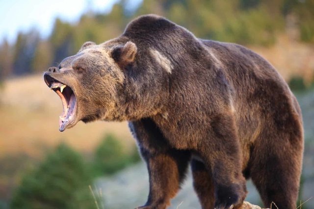 Gấu "liều mạng" quyết chiến hổ: Kết quả trận đấu nghẹt thở được định đoạt nhờ 3 tình huống- Ảnh 2.