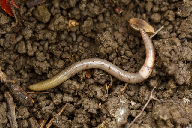 Loài giun dài hơn 20cm, có hành vi giống rắn xâm lấn khiến 15 bang nước Mỹ bật cảnh báo- Ảnh 2.