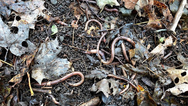 Loài giun dài hơn 20cm, có hành vi giống rắn xâm lấn khiến 15 bang nước Mỹ bật cảnh báo- Ảnh 4.