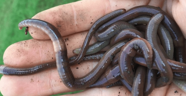 Loài giun dài hơn 20cm, có hành vi giống rắn xâm lấn khiến 15 bang nước Mỹ bật cảnh báo- Ảnh 1.