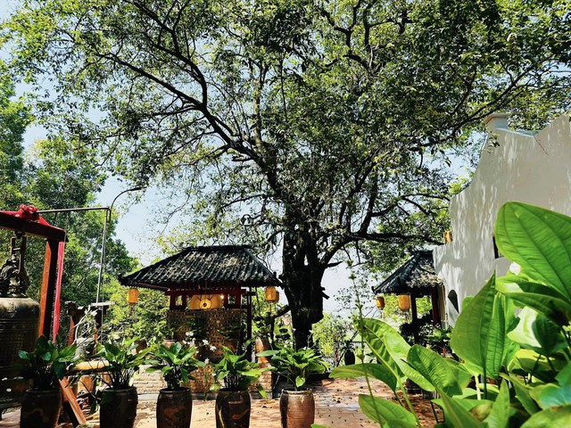 Phát hiện ngôi chùa có cây cổ thụ trăm tuổi, cách Hà Nội chỉ hơn 1 giờ lái xe, phù hợp đi lễ dịp đầu năm- Ảnh 3.