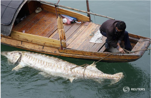 "Quái ngư" sông Dương Tử: Nặng hơn 600 kg, dài tới 8 m, 4 người vác không nổi- Ảnh 7.