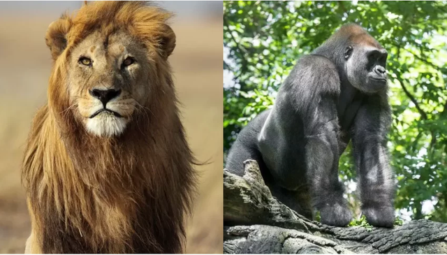 Đại chiến giữa sư tử và khỉ đột: 4 yếu tố khiến cuộc đối đầu hóa khó lường- Ảnh 3.