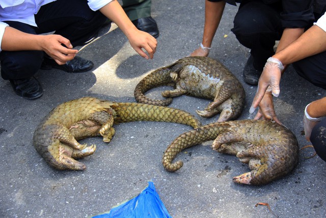 Chuyên gia cảnh báo trào lưu ăn thịt động vật hoang dã có thể tăng nguy cơ "ăn bệnh" vào người- Ảnh 2.