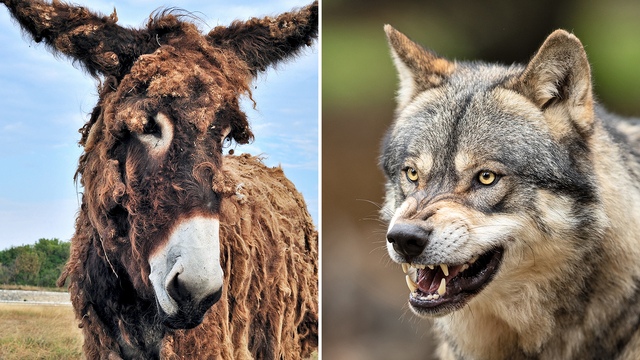 Lạ nhưng có thật 100% ở Colorado: Lừa được nuôi thay chó để bảo vệ gia súc khỏi bầy sói- Ảnh 4.