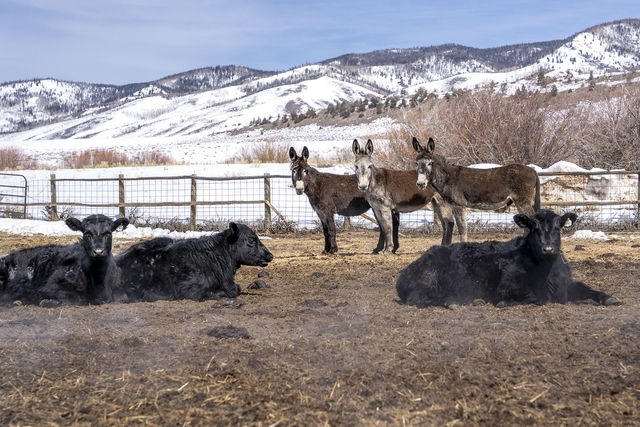 Lạ nhưng có thật 100% ở Colorado: Lừa được nuôi thay chó để bảo vệ gia súc khỏi bầy sói- Ảnh 3.