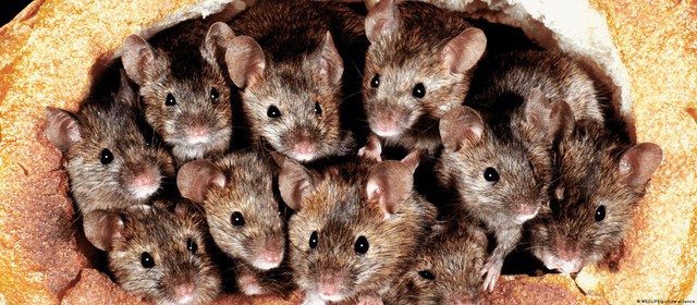 Sự thật đằng sau câu chuyện dân gian "Chuột và Voi": Báo đài và nhiều nhà khoa học cùng vào cuộc- Ảnh 4.