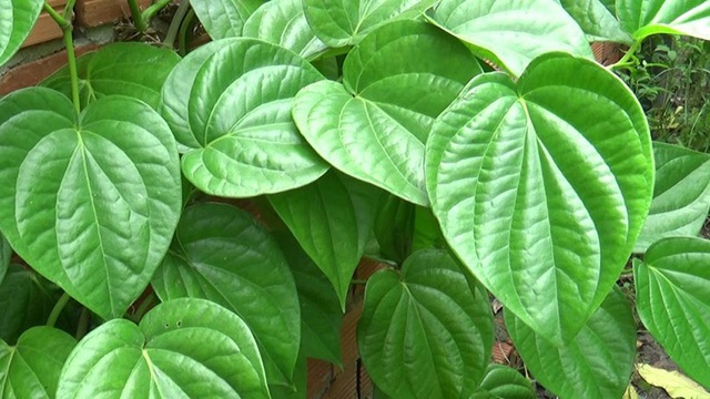 Loại lá được người Ấn Độ ví là "phương thuốc tuyệt vời", ở Việt Nam có nhiều ít người dùng- Ảnh 1.