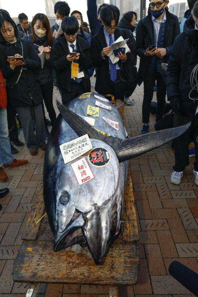 Một con cá vừa được bán với giá 19 tỷ đồng là mặt hàng Việt Nam xuất khẩu hàng tấn sang Nhật Bản- Ảnh 1.