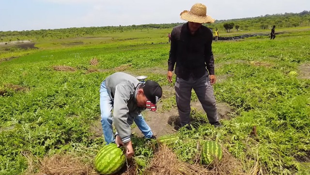 Ruộng dưa hấu ở Angola đến ngày thu hoạch, ông chủ người Việt hái làm quà tặng, phát hiện điều bất ngờ - Ảnh 1.